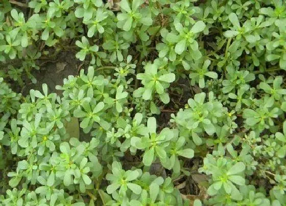 植物排行|马齿苋科植物有哪些