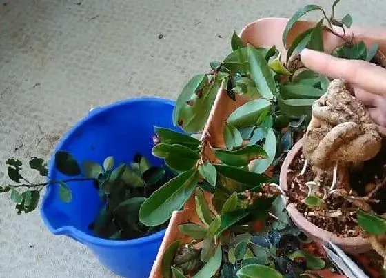 植物修剪|冬青盆景怎么修剪方法