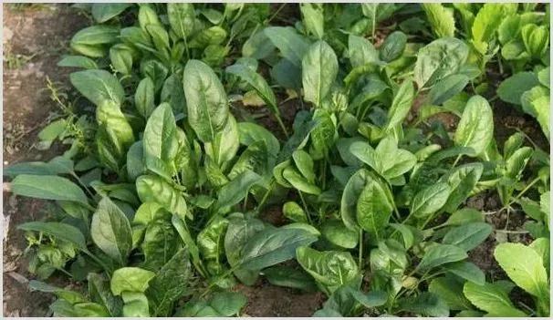 菠菜种植如何高产？这四点老菜农说非常关键！ | 农业技术