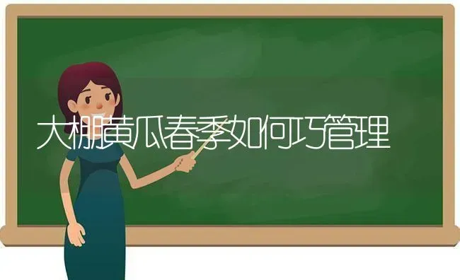 大棚黄瓜春季如何巧管理 | 蔬菜种植
