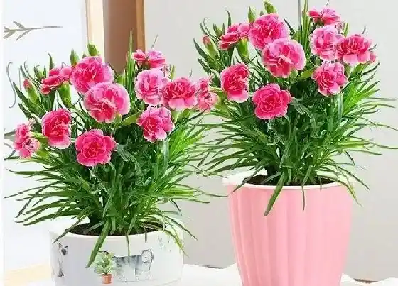 植物寓意|康乃馨的风水寓意和摆放位置