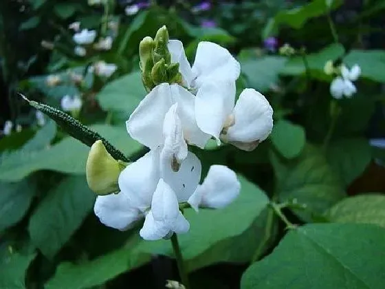 果实科普|扁豆几月开花结果 什么时候开花结果