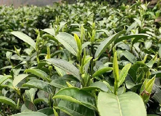 生长环境|茶叶生长环境条件及特点