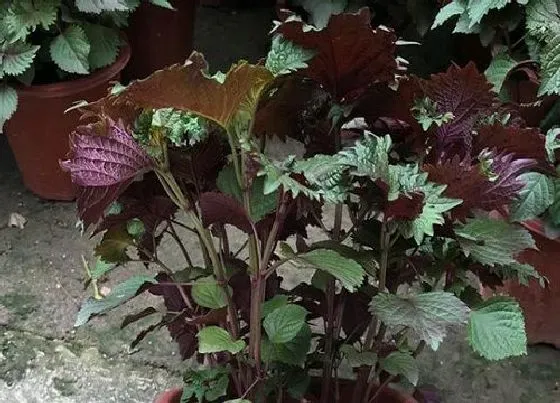 植物繁殖|紫苏怎么繁殖方法和注意事项