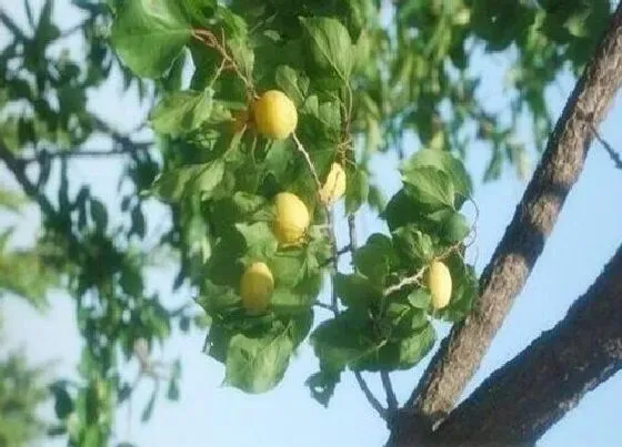 种植位置|杏树可以种在院子里吗