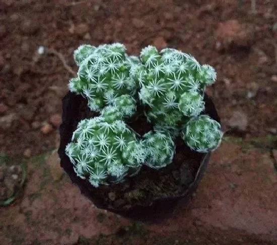 植物修剪|白鸟多肉徒长了怎么办 徒长处理方法
