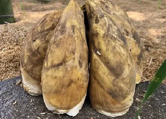 植物产地|竹笋是哪里的特产