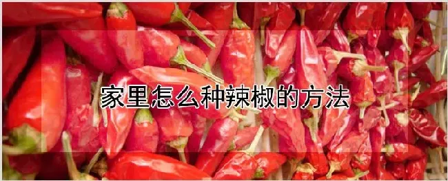 家里怎么种辣椒的方法 | 农业科普