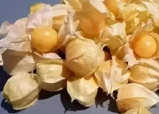 种植育种|灯笼花种子的种植方法