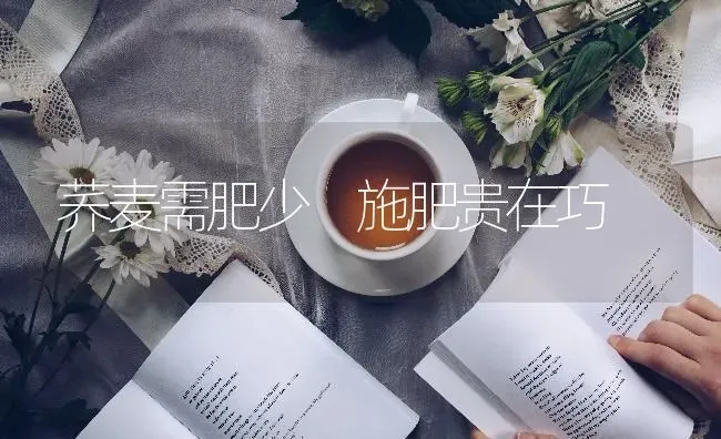 荞麦需肥少 施肥贵在巧 | 粮油作物种植