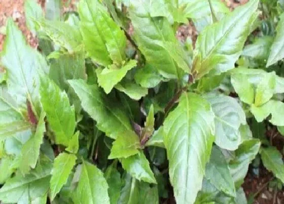 生长环境|补血菜的生长环境及生长地方条件