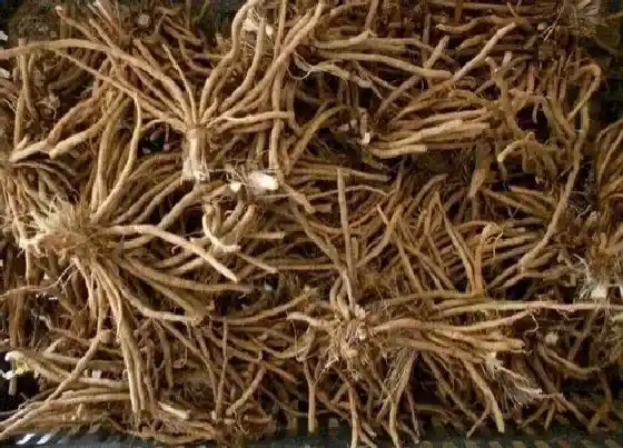 食用须知|黄花菜的根能吃吗