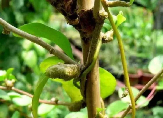 植物毒性|藤三七有毒吗 可以放在室内养吗