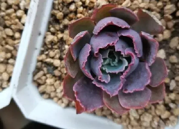 植物换土|多肉植物怎么换土换盆