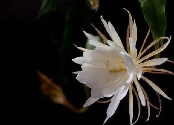 冬天植物|昙花耐寒吗（小叶昙花能耐的最低温度及冬天养护管理方法）