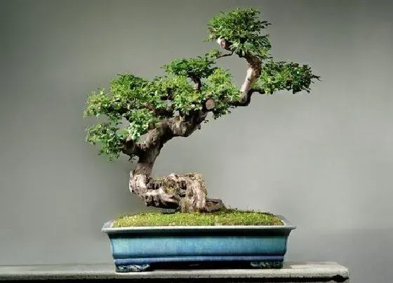 植物百科|雀梅盆景开花吗 开花什么样子