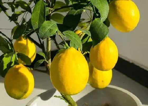 冬天植物|柠檬树耐寒多少度 过冬能耐受最低温度