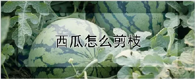 西瓜怎么剪枝 | 农业技术