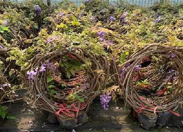 植物浇水|小苏打适合浇什么花