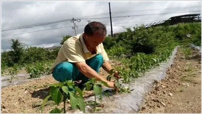 辣椒整枝打杈有什么作用？ | 养殖技术