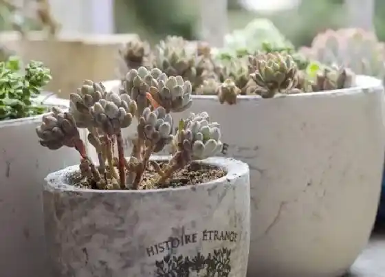 种植土壤|蓝豆多肉配土方法与种植土壤