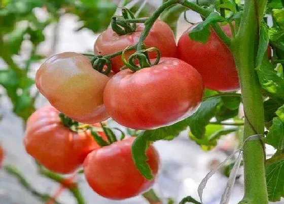 种植管理|西红柿耐旱吗