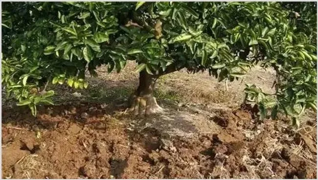 柑橘种植土壤要求 | 农业技术