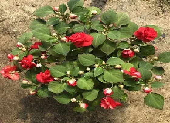 冬天植物|凤仙花怎么过冬天 过冬养殖要点