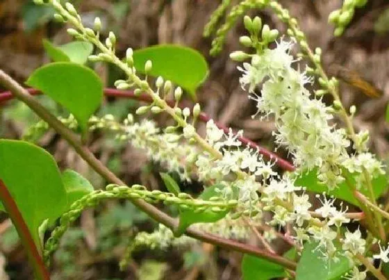 植物毒性|藤三七有毒吗 可以放在室内养吗