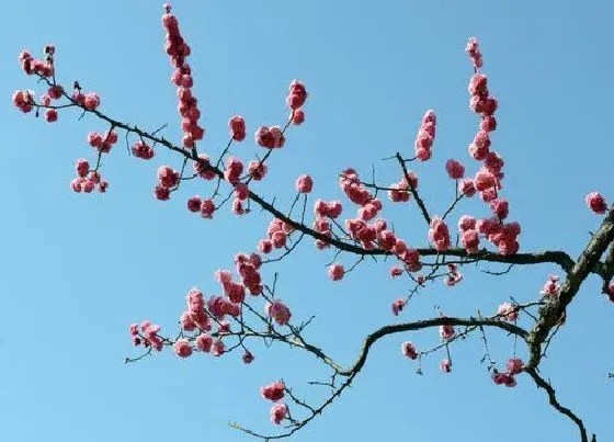 开花时间|冬梅什么时候开花 开花时间是几月
