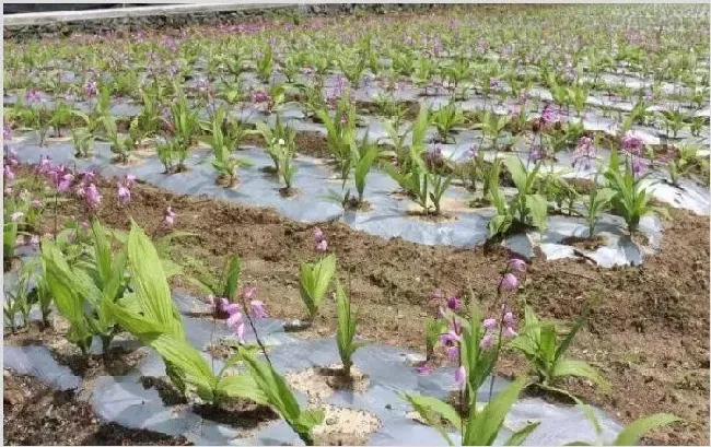 药材种植技术 种植药材有哪些事项？ | 农业技术