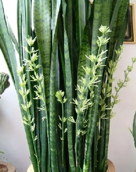植物移栽|虎皮兰怎么分盆容易成活 掌握正确的分盆时间和