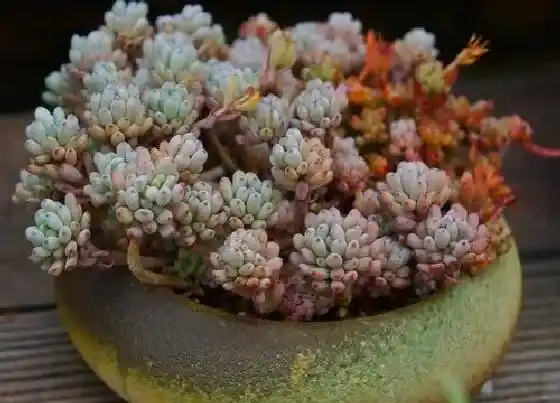 种植土壤|蓝豆多肉配土方法与种植土壤