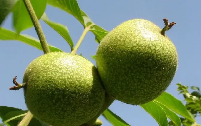 核桃早期落果的原因及预防方法 | 种植技术