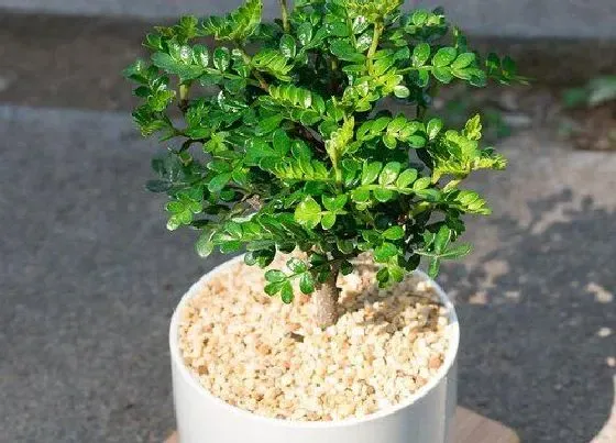 植物百科|胡椒木会开花吗 开花样子（图片）