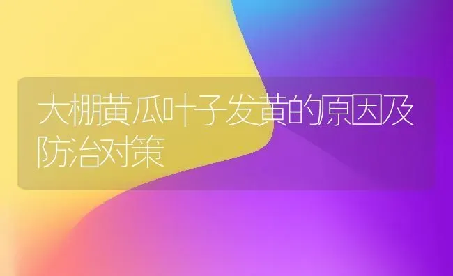 大棚黄瓜叶子发黄的原因及防治对策 | 蔬菜种植