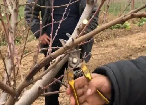 植物修剪|树木什么时候剪枝合适