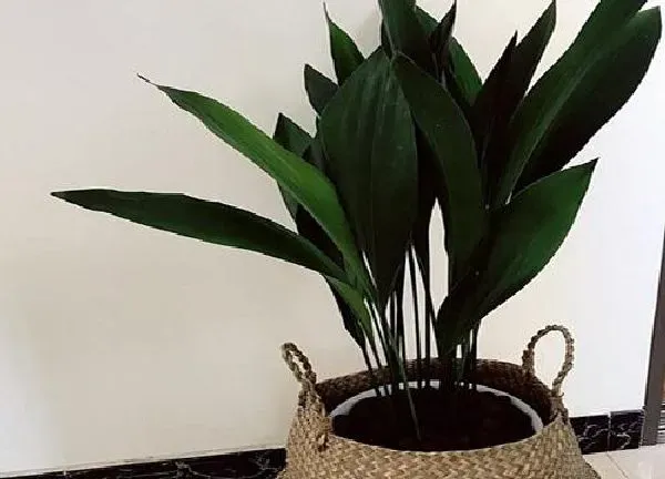 植物浇水|一叶兰多长时间浇一次水