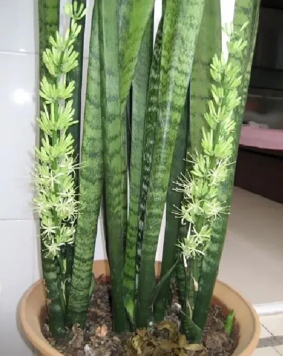 植物移栽|虎皮兰怎么分盆容易成活 掌握正确的分盆时间和