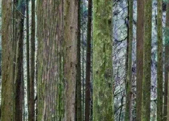 植物百科|红桧是什么植物类别