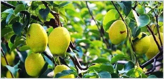 梨树夏季修剪枝条技巧讲解 | 耕种资料
