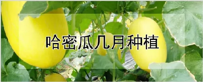 哈密瓜几月种植 | 耕种资料