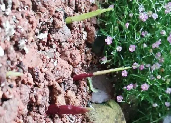 植物播种|剑兰怎么留种子