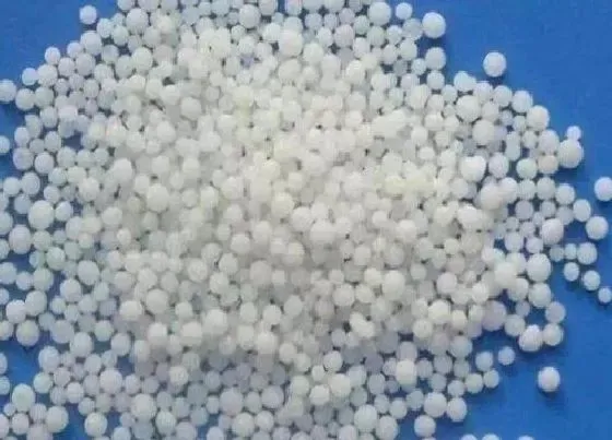 植物施肥|发财树用什么肥料好
