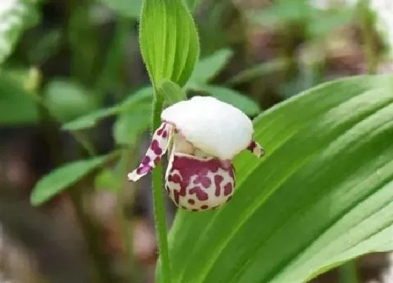 植物种类|国家保护植物兰花品种（我国野生兰花保护植物名录）