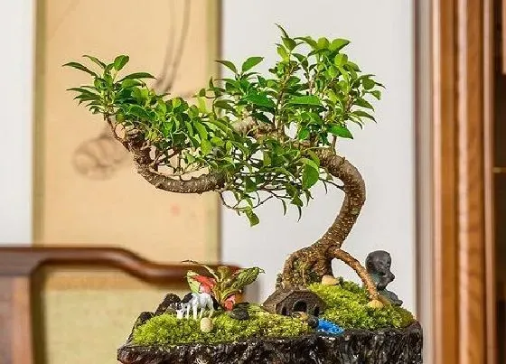 植物百科|雀梅盆景开花吗 开花什么样子