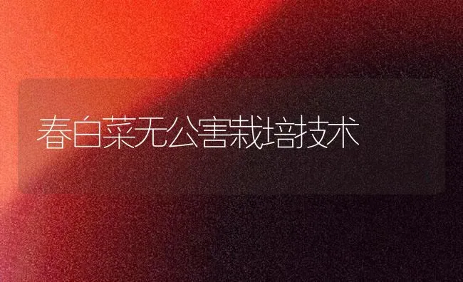 春白菜无公害栽培技术 | 蔬菜种植