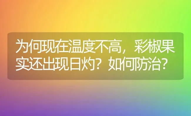 为何现在温度不高，彩椒果实还出现日灼？如何防治？ | 瓜果种植