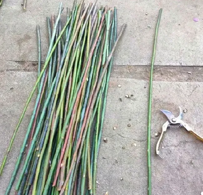 植物嫁接|棒棒糖月季用什么树桩嫁接的，棒棒糖怎么嫁接成活率高）