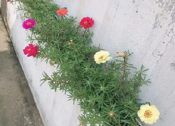 种植育种|茑萝花种子的种植方法